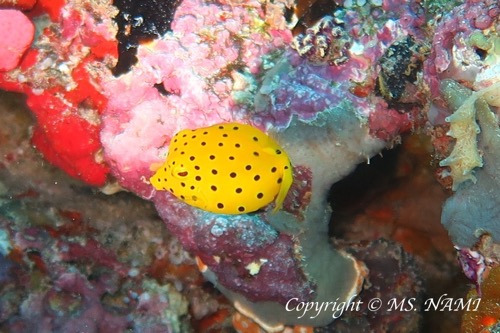 ミナミハコフグの幼魚 モルディブ クラブアズール